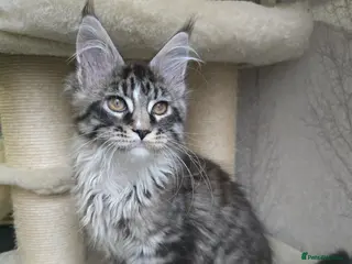 Maine Coon cats Stunning brown tabby bicolor boy tica registered - Advert 1