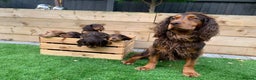 Cocker Spaniel dogs for stud: Choc & tan health tested working cocker in Doncaster - Advert 11