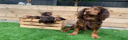 Cocker Spaniel dogs for stud: Choc & tan health tested working cocker in Doncaster - Advert 11