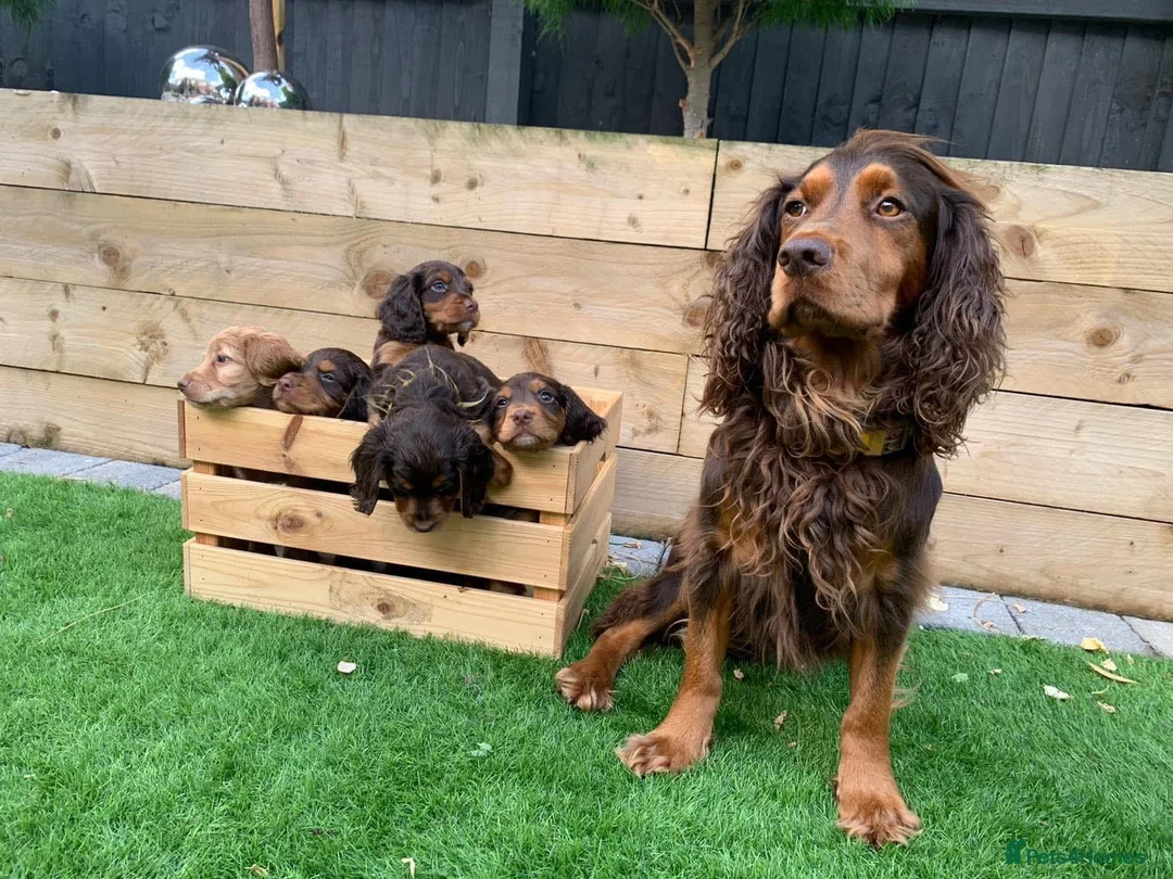 Cocker Spaniel dogs for stud: Choc & tan health tested working cocker in Doncaster - Advert 11