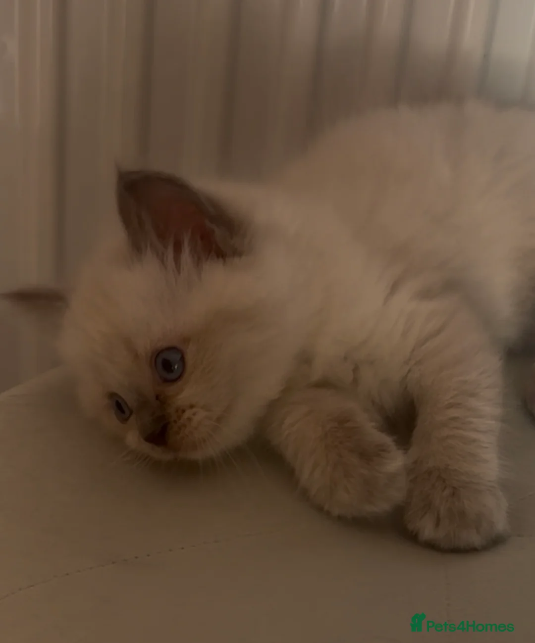 Ragdoll cats for sale: BOYS BOYS BOYS  - Advert 1