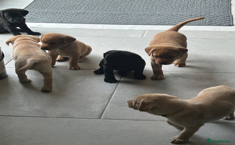 Labrador Retriever dogs - Advert 4