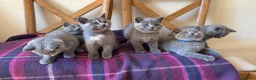 British Shorthair cats for sale: LAST KITTEN  GCCF Reg.  sweetest nature  - Advert 8