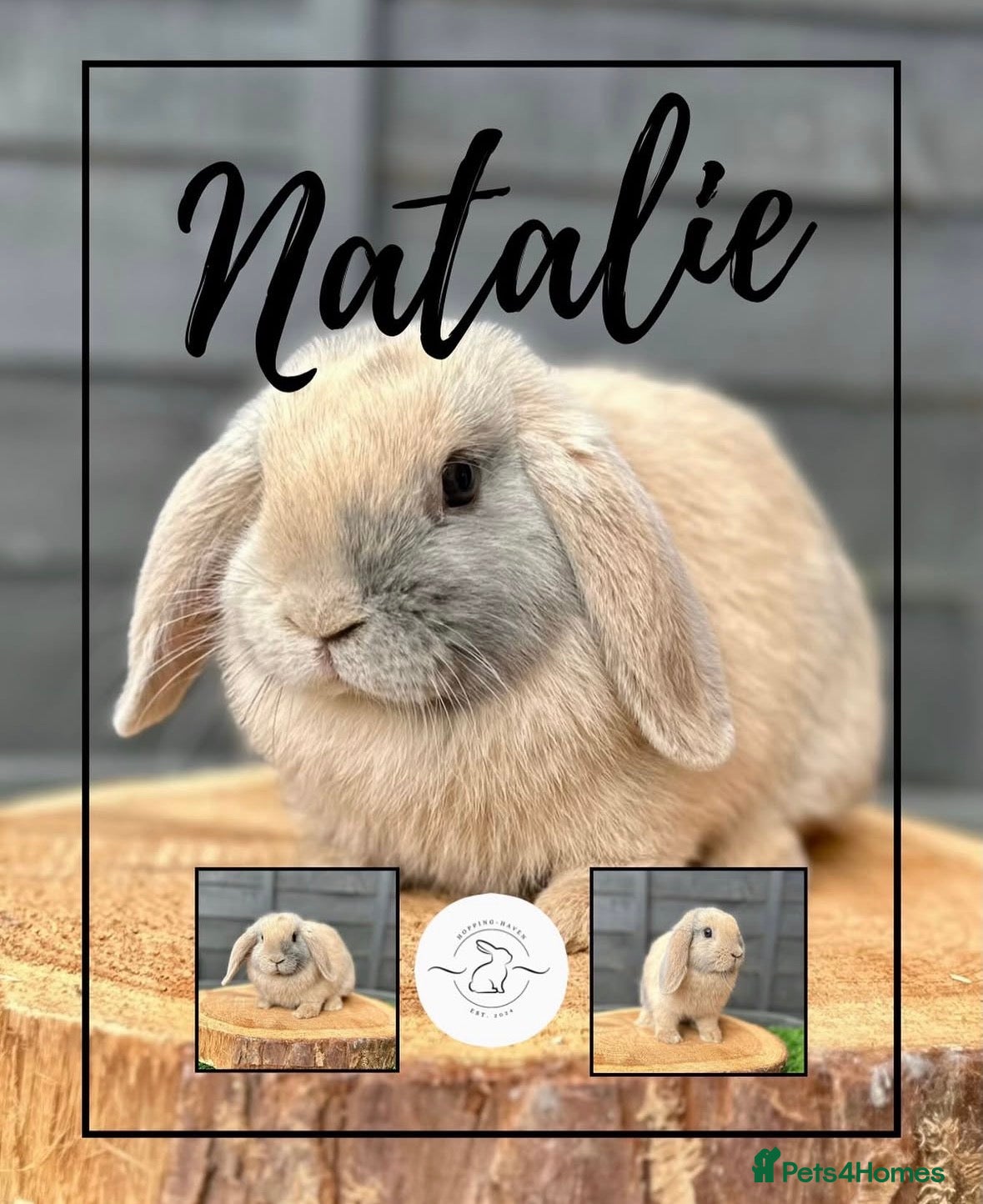 Mini Lop rabbits Adult mini lops looking for homes - Advert 2