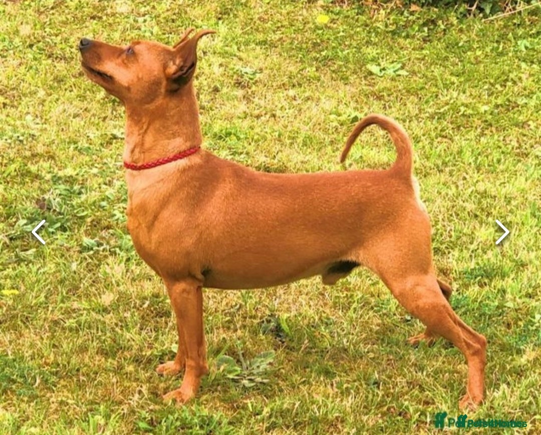 Miniature Pinscher dogs for stud: *STUD* Red Show Standard Miniature Pinscher  in Kettering - Advert 3