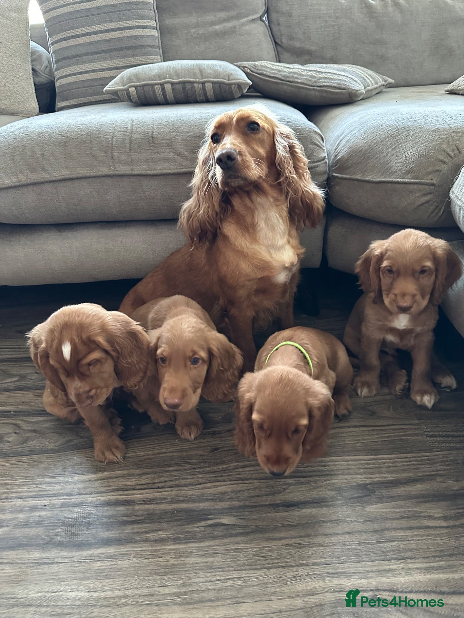 Cocker Spaniel dogs top class red cockers ready to leave now  - Advert 1
