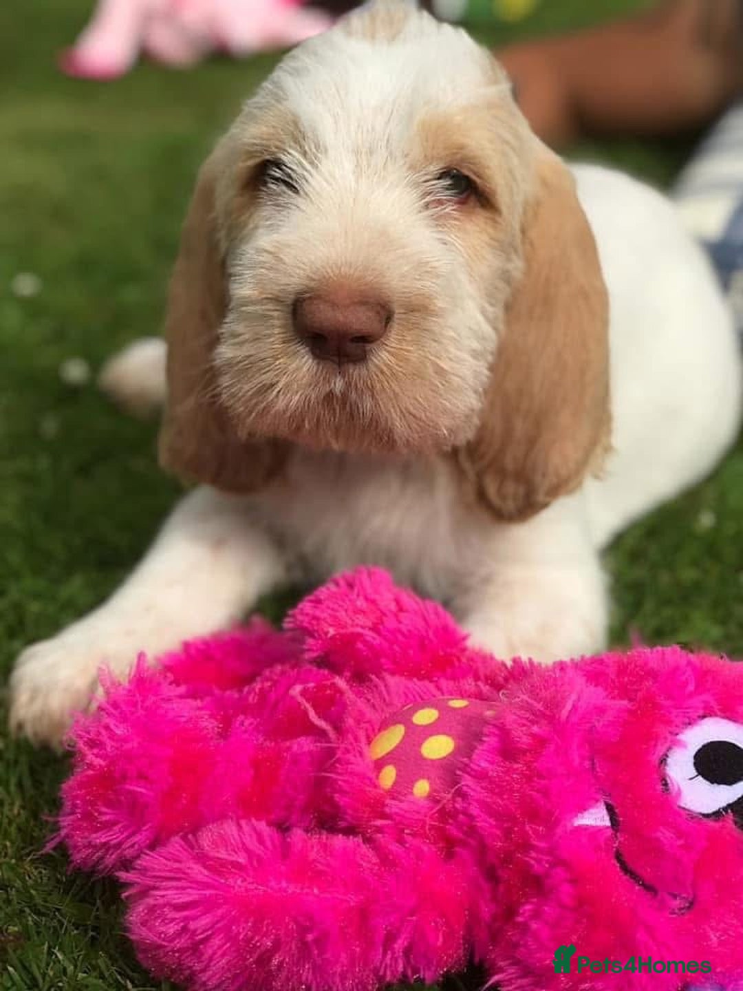 Italian Spinone dogs for sale: ITALIAN SPINONE WAITING LIST OPEN -DUE OCT - Image 22
