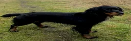 Cocker Spaniel dogs for sale: Stunning Cocker spaniel boy  - Advert 10