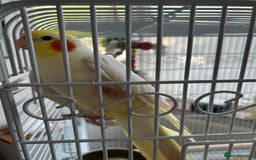 Cockatiels birds for sale: Ozzy and chip looking for a nice home - Image 7