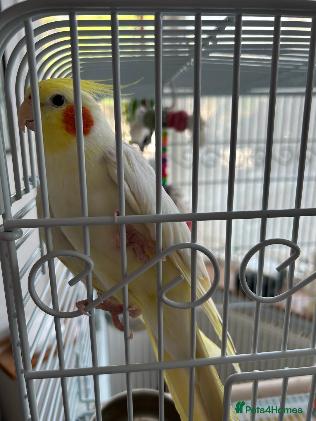 Cockatiels birds for sale: Ozzy and chip looking for a nice home - Image 7
