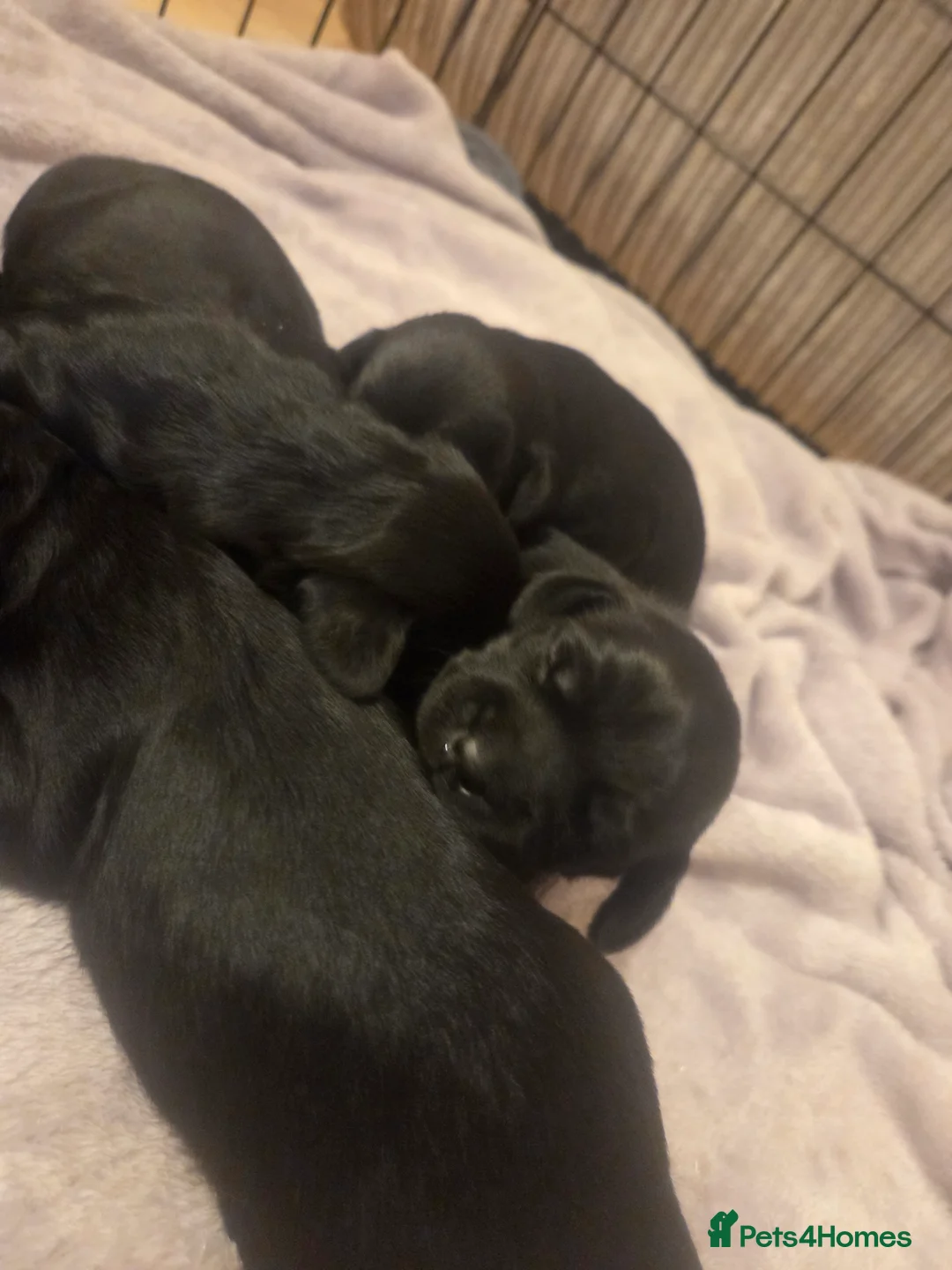 Mixed Breed dogs for sale: Docker cocker spaniel x miniature dachshund - Advert 4