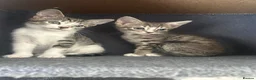 Mixed Breed cats for sale: Tabby/bengal kittens 🐈🏡 - Advert 7