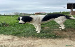 Mixed Breed dogs for adoption: Hope - Norwich Norfolk  - Image 2