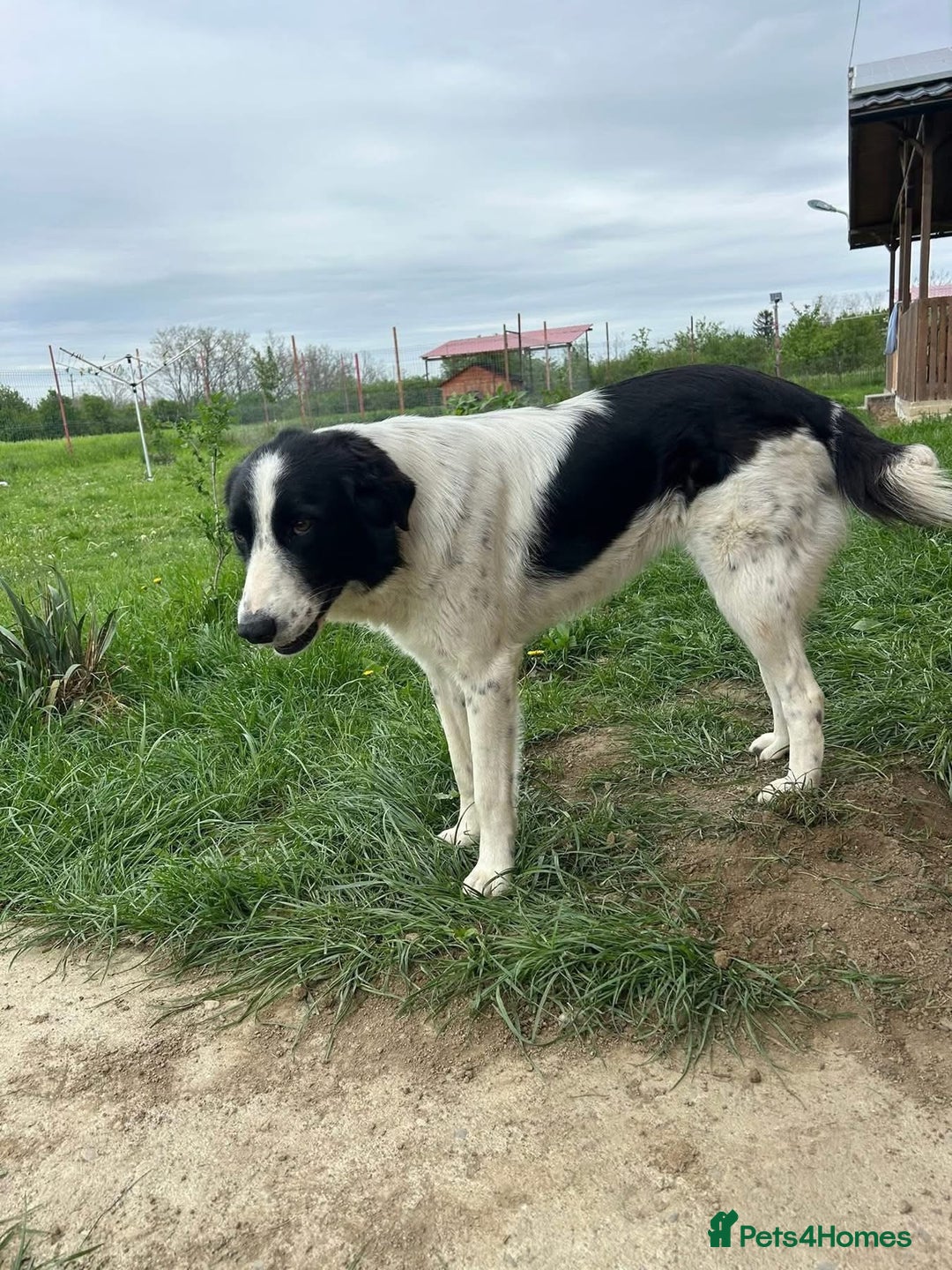 Mixed Breed dogs for adoption: Hope - Norwich Norfolk  - Image 2