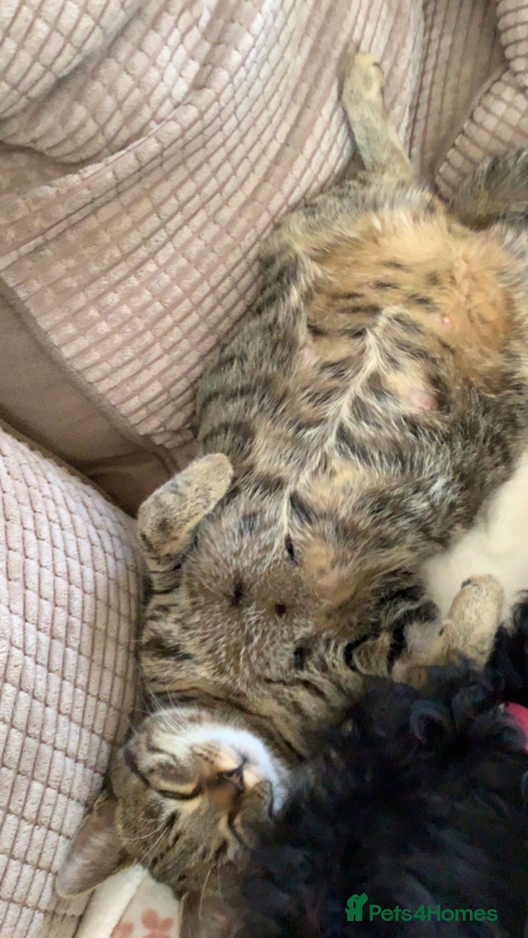 RagaMuffin cats for sale: 3 x girls for sale  - Advert 1