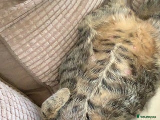 RagaMuffin cats 3 x girls for sale - Advert 2