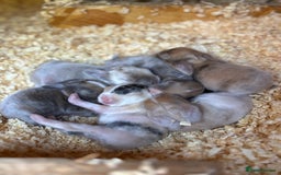 Mini Lop rabbits for sale: Mini Lops & Mini Lion Lops. Separate litters - Image 26