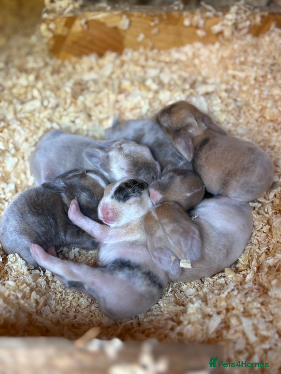 Mini Lop rabbits for sale: Mini Lops & Mini Lion Lops. Separate litters - Image 26