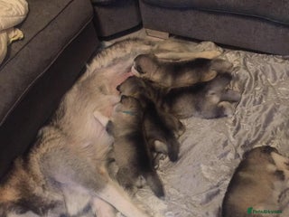 Alaskan Malamute dogs pure breed alaskan malamutes for sale - Advert 6