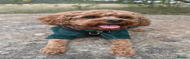 Cavapoo 1