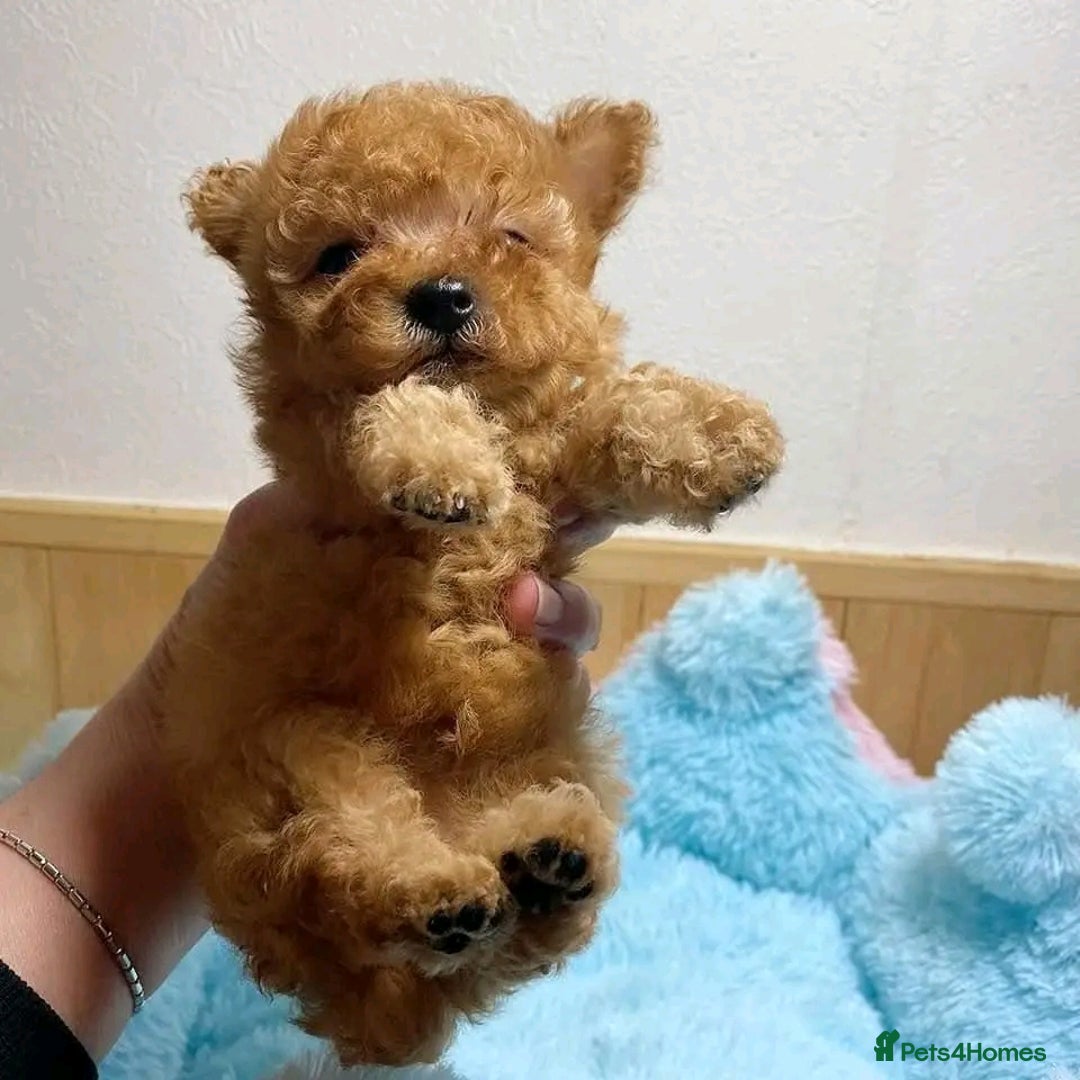 Toy Poodle dogs for sale: We have beautiful toy poodle ready  - Image 4