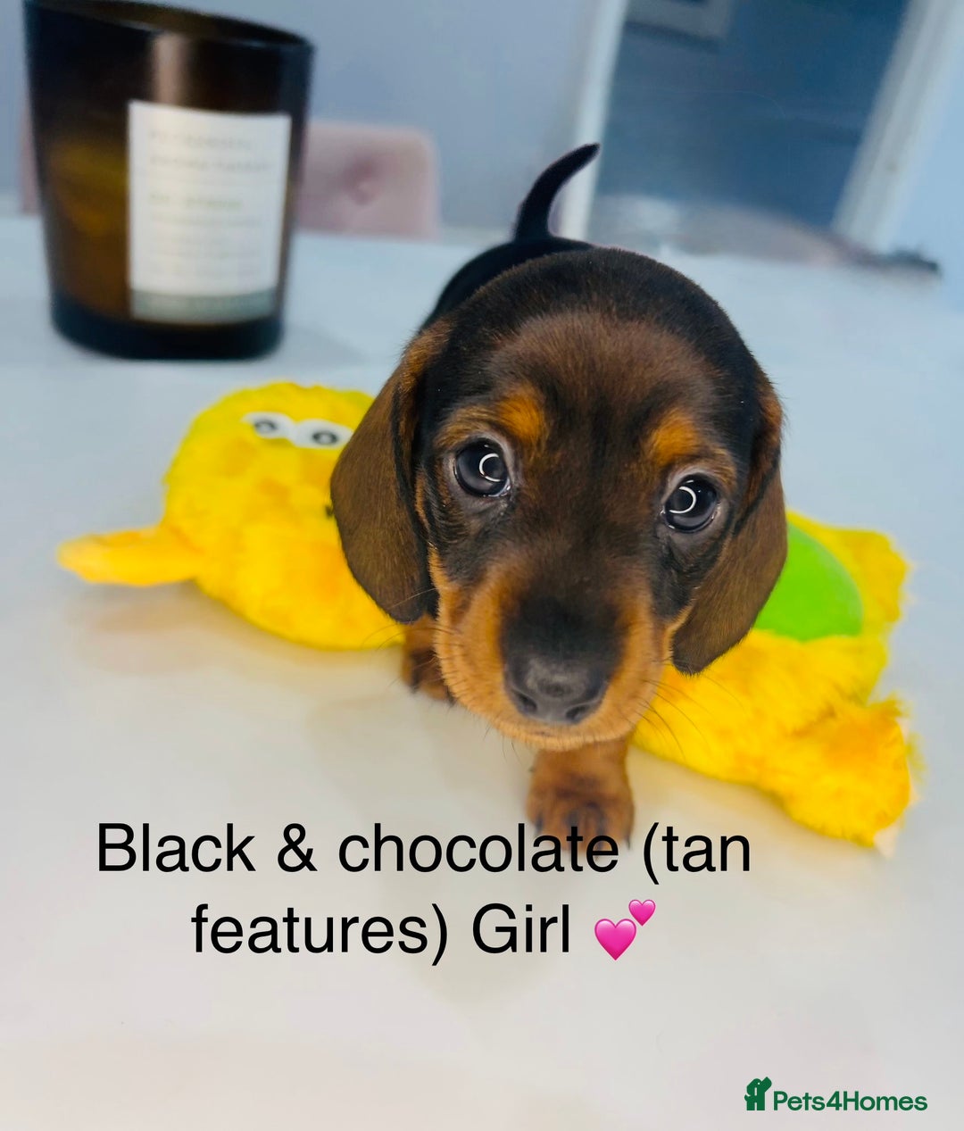 Miniature Dachshund dogs for sale: Miniature Dachshund  - Advert 2