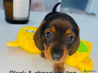 Miniature Dachshund dogs Miniature Dachshund - Advert 15