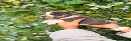 Olde English Bulldogge dogs for sale: Olde English bulldogs litter EXCEPTIONAL - Advert 28
