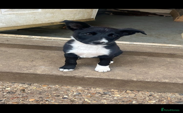 Mixed Breed dogs - Advert 2