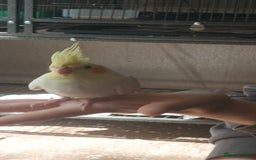 Ringnecks birds for sale: Lutino ringnecks  - Image 9