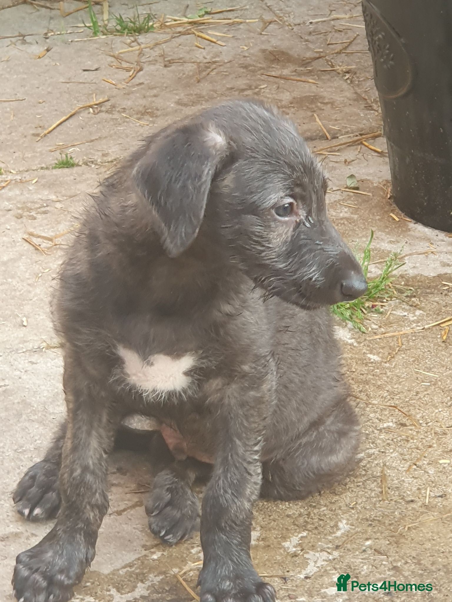 Mixed Breed dogs Unique 26 Generation English Deerhound  - Advert 11