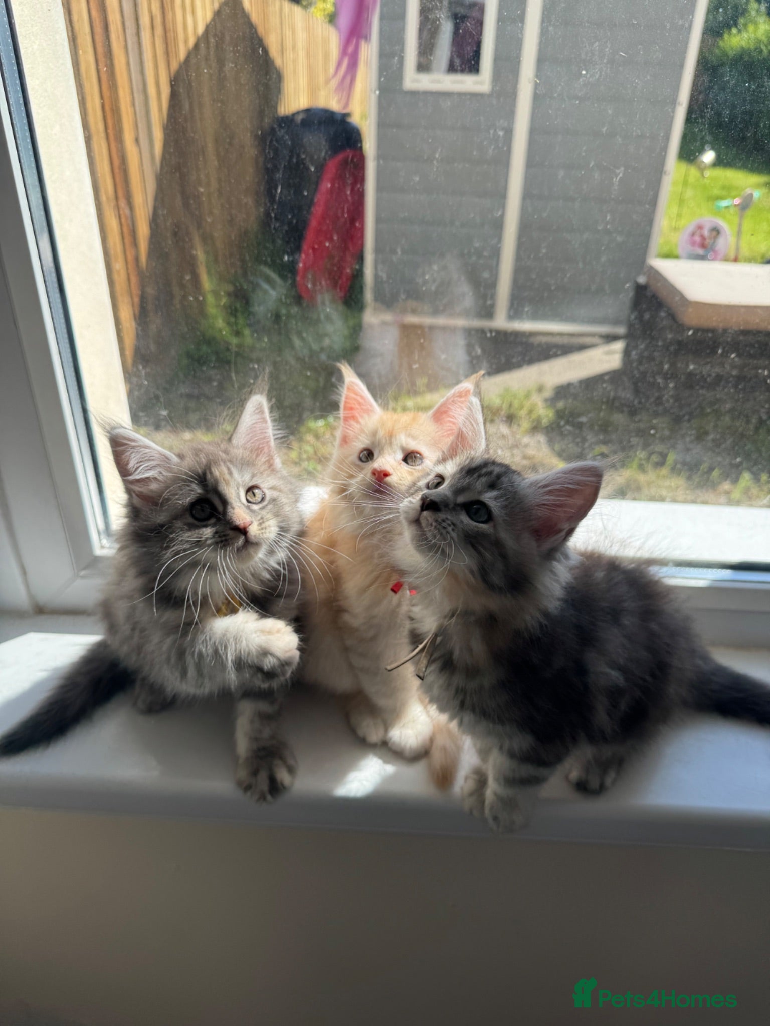 Maine Coon cats Pricedrop! Mainecoons ready to leave! - Advert 16