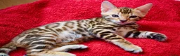 Bengal cats for sale: Beautiful Bengal kitten, one girl available - Advert 9