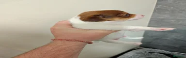 Jack Russell 1