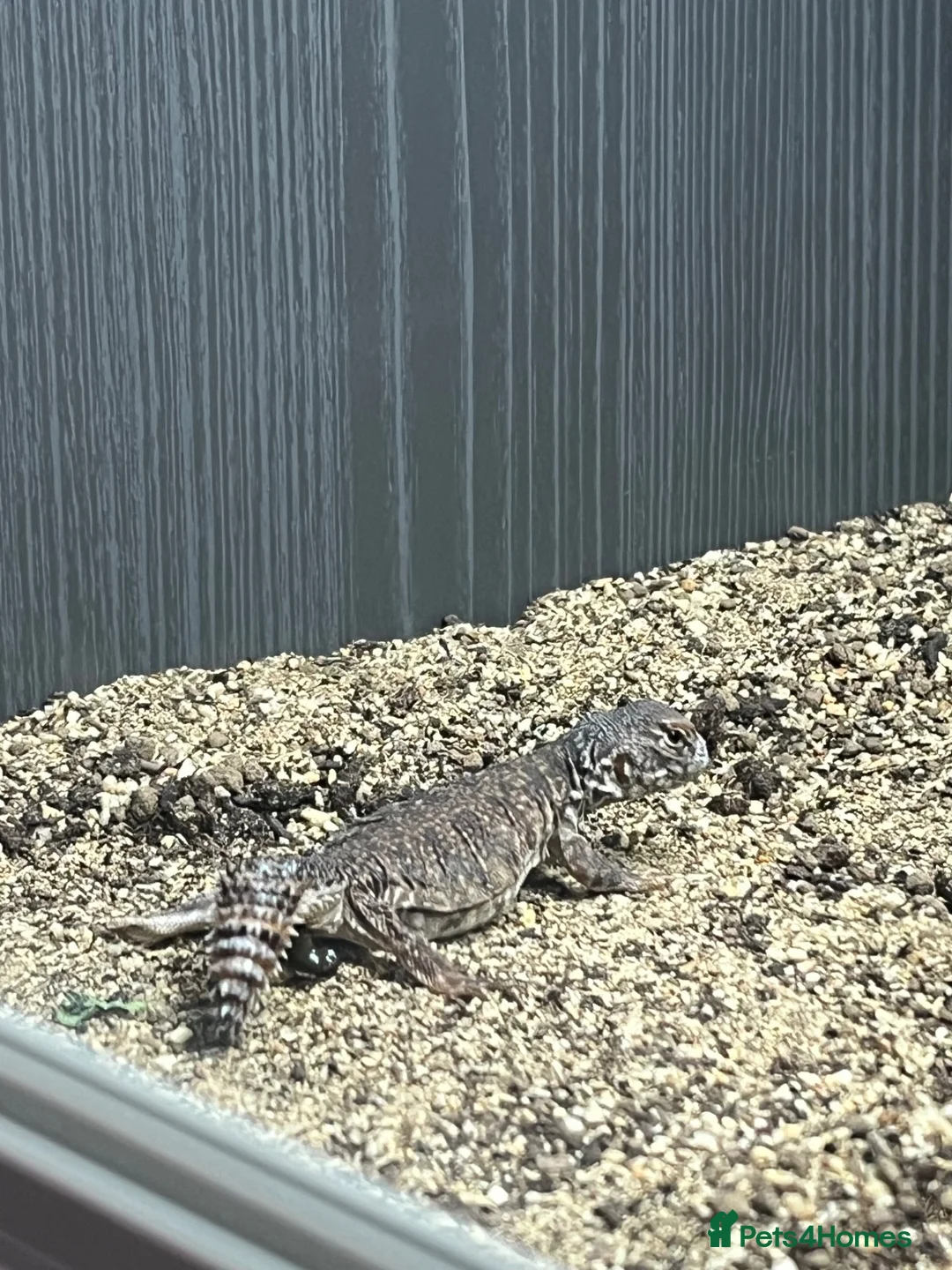 Mixed Breed reptiles for sale: Beautiful Young Moroccan Uromastyx in Southampton - Advert 5