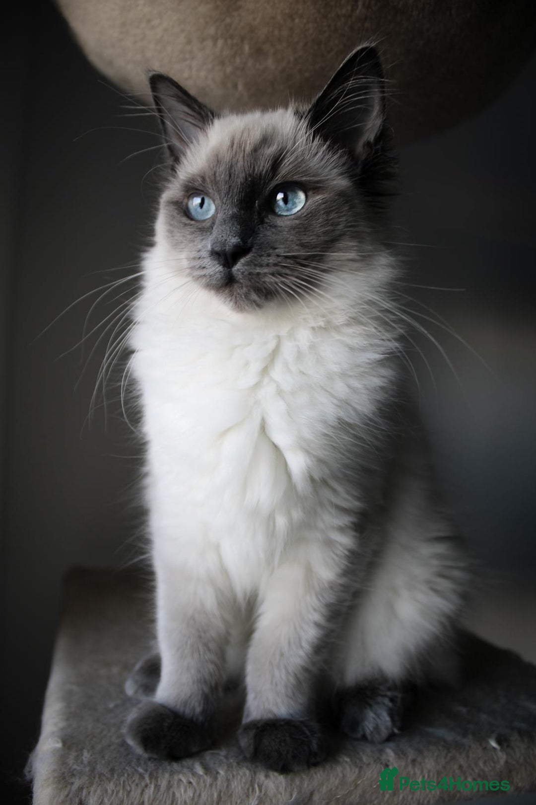 Gallery Image {{count}}