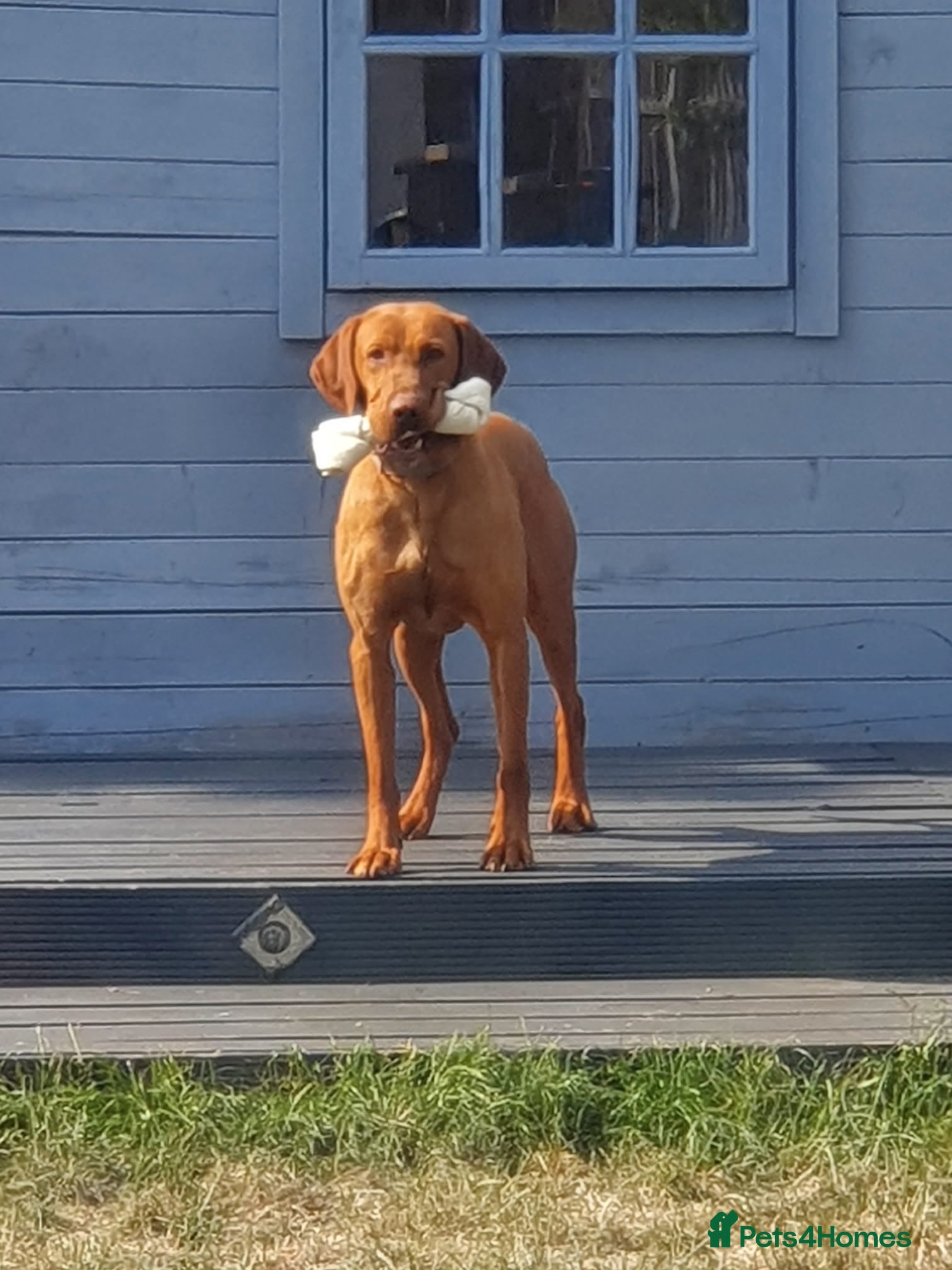 Hungarian Vizsla dogs Imported Proven KC Stud – Vadaszfai Csete  in Evesham - Advert 5