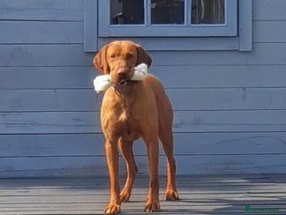 Hungarian Vizsla dogs Imported Proven KC Stud – Vadaszfai Csete in Evesham - Advert 2