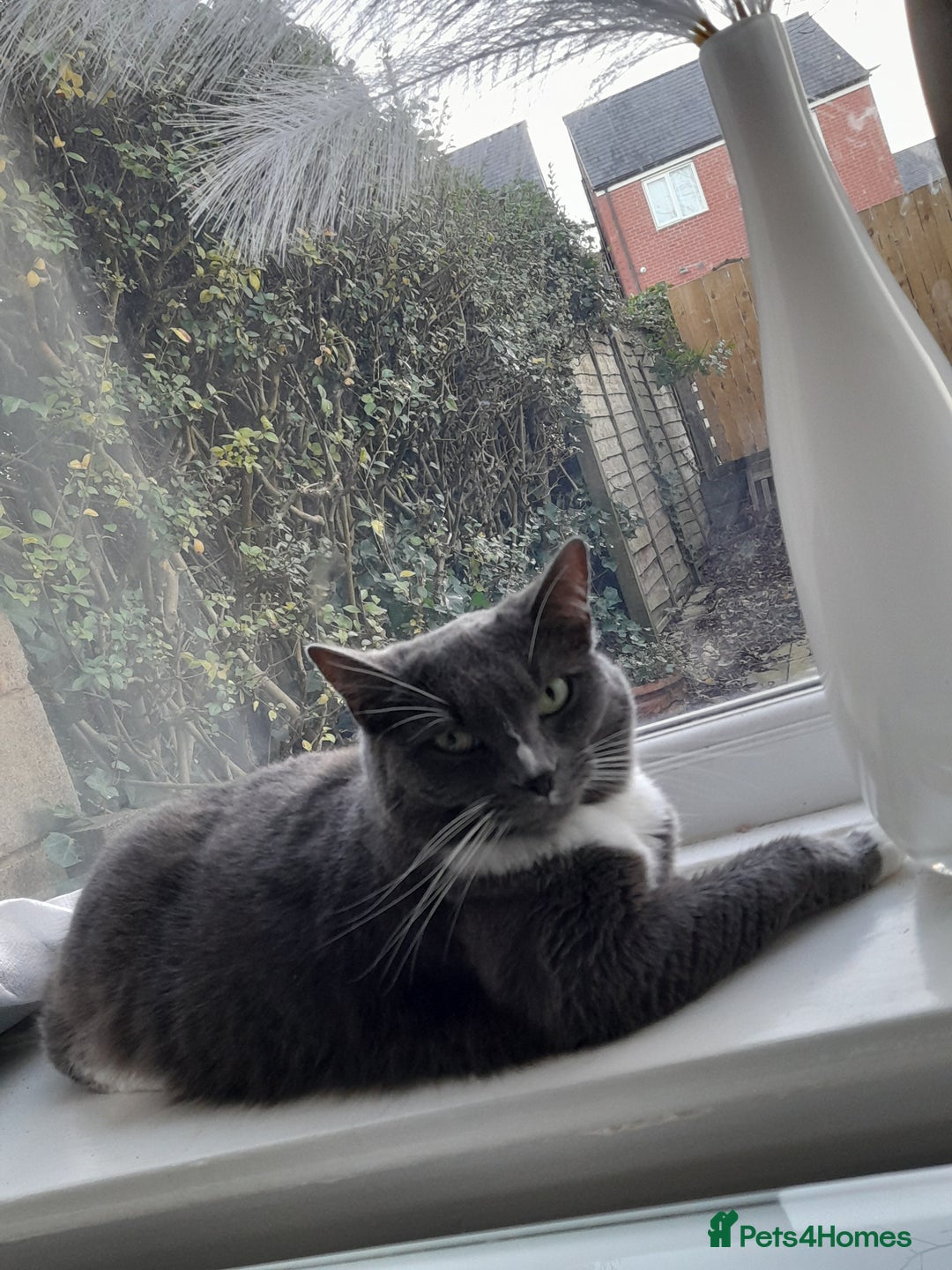 Mixed Breed cats for sale: Bella for sale - Advert 2