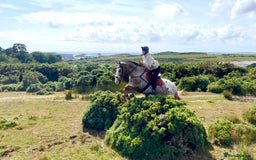 Appaloosa horses for sale: Perfect allrounder for sale - Image 9