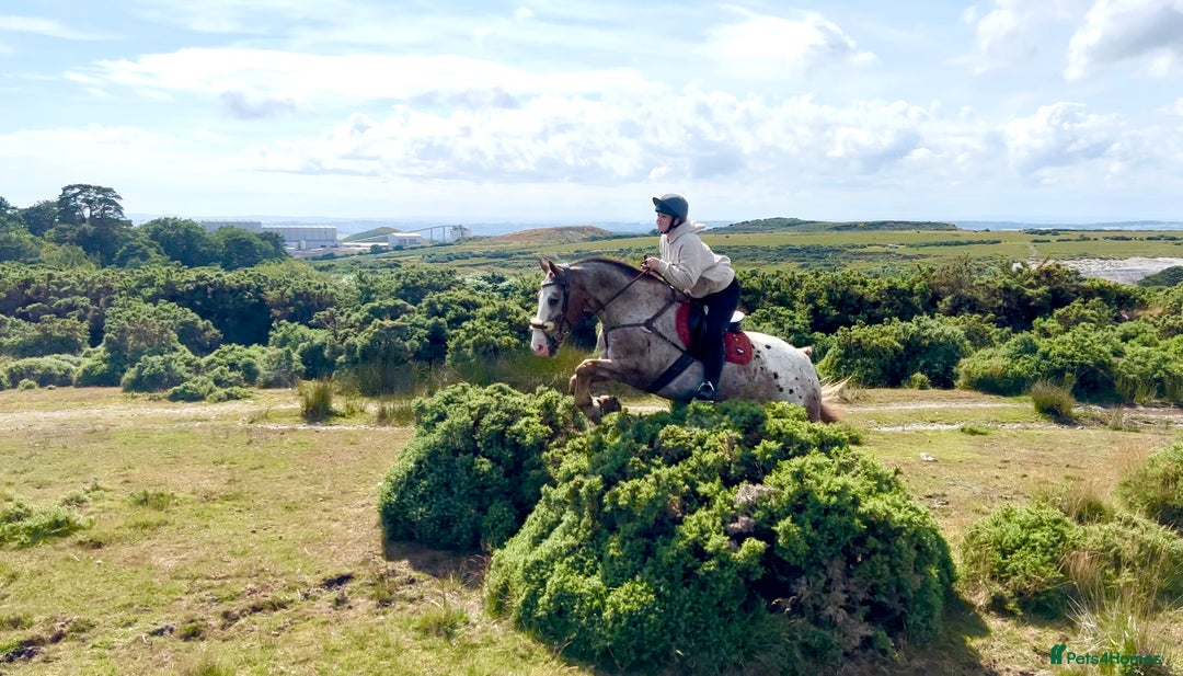 Appaloosa horses for sale: Perfect allrounder for sale - Image 9
