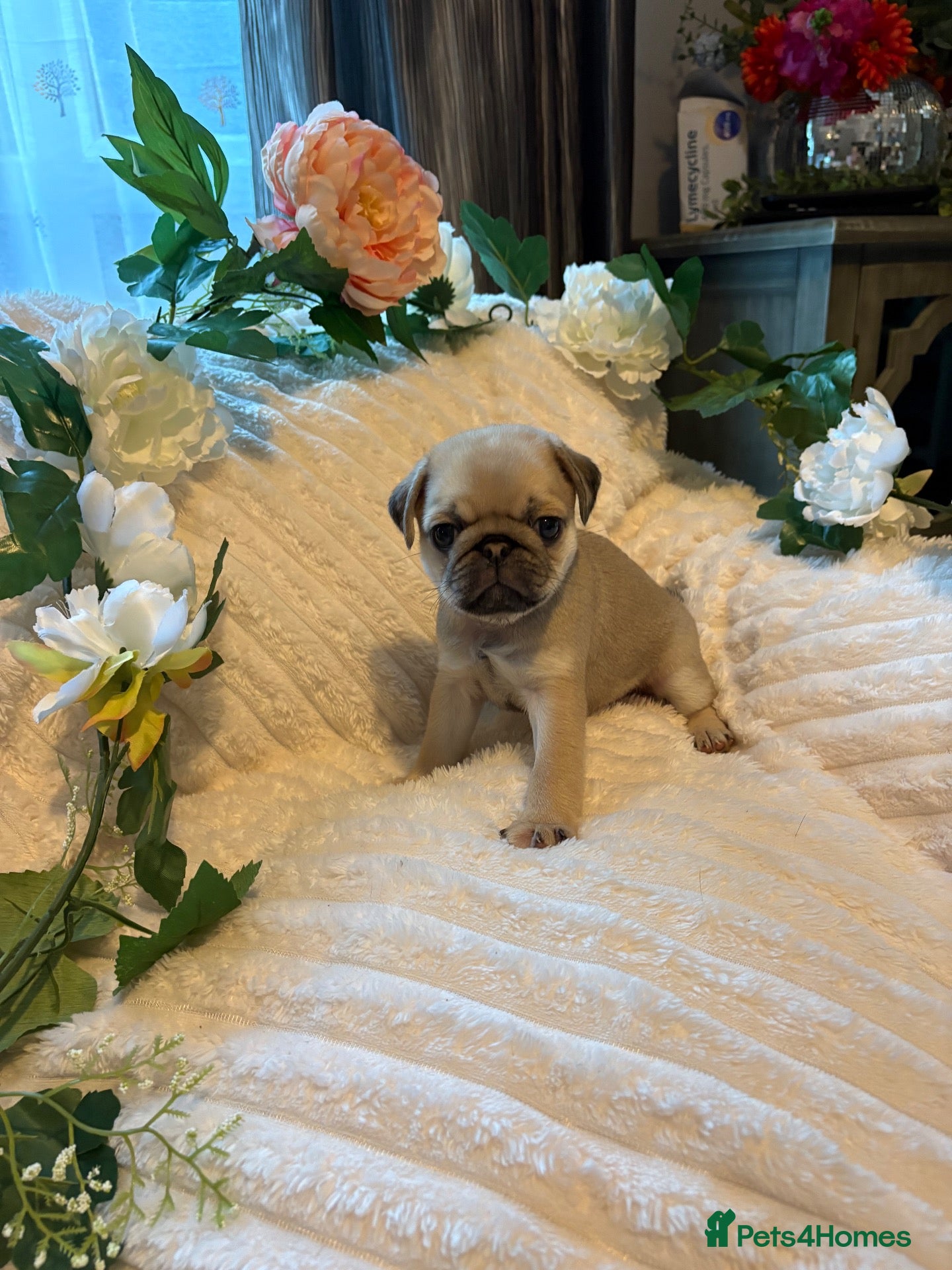 Pug dogs Beautiful pure breed male pug puppies  - Advert 7
