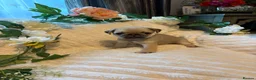 Pug dogs for sale: Beautiful pure breed male pug puppies  in Shrewsbury - Advert 1