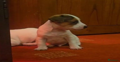 Jack Russell dogs - Advert 5