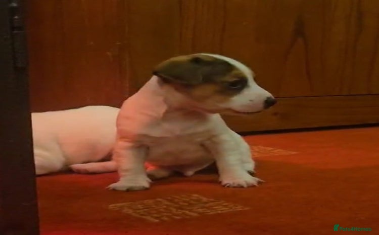 Jack Russell dogs - Advert 9