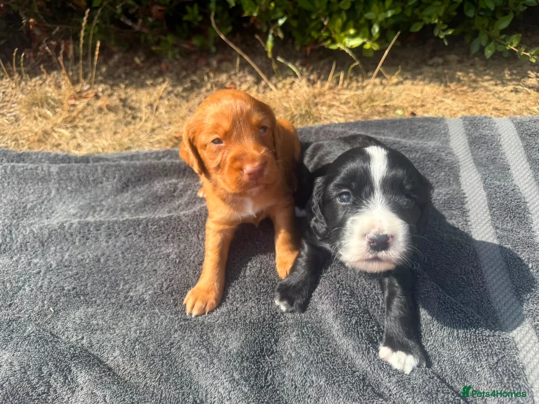 Cocker Spaniel dogs for sale: Beautiful Working Cocker Spaniel puppies  in Braintree - Advert 11