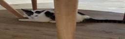 Mixed Breed cats for sale: Rescue cats and kittens  - Advert 9