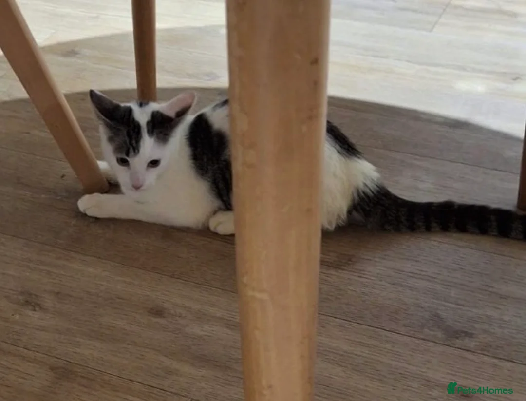 Mixed Breed cats for sale: Rescue cats and kittens  - Advert 9