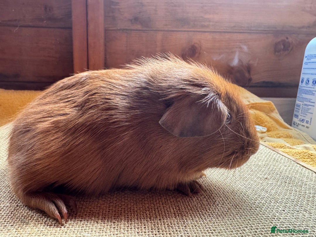 Guinea Pig rodents for sale: Beautiful self PE golden guinea pigs  - Image 7
