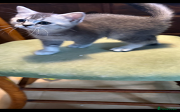 British Shorthair cats for sale: Beautiful silver black tipped girl 💕 - Image 16